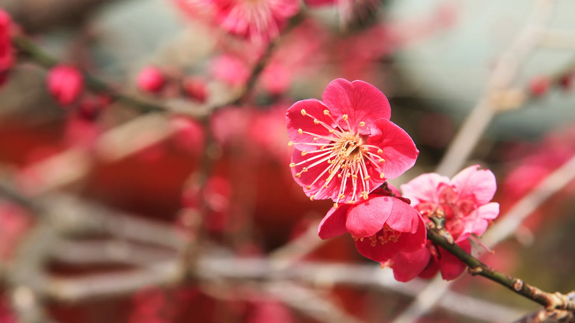 宗教法人梅林天満宮